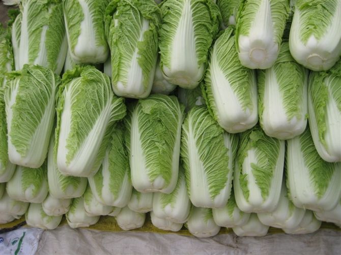 大白菜冷庫安裝好后儲藏需要做好哪些準備工作？